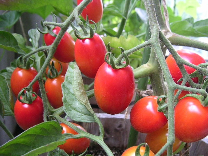 ベランダで育てたフルーツトマト