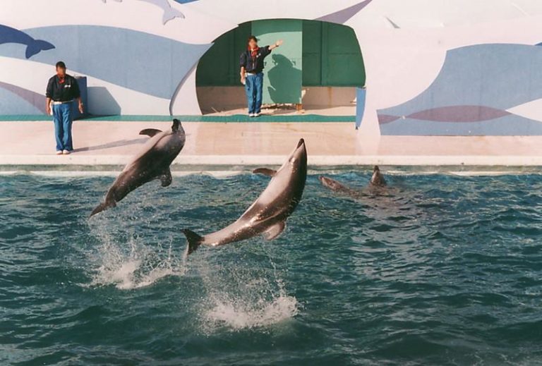 水族館 千葉 デート