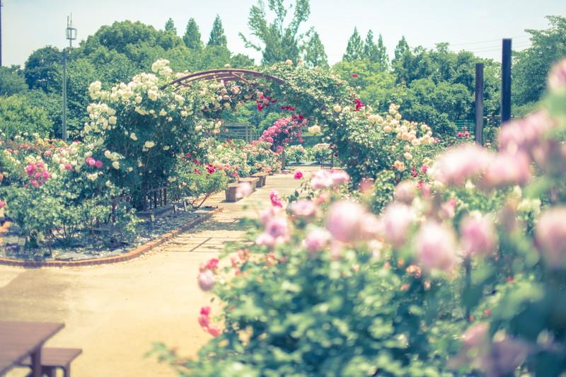 神奈川のおすすめ植物園 大人のデートに最適な個性派植物園6選 おとな あそび